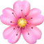 벚꽃