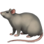 쥐