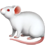 생쥐