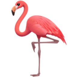 홍학