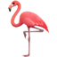 홍학