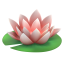 연꽃